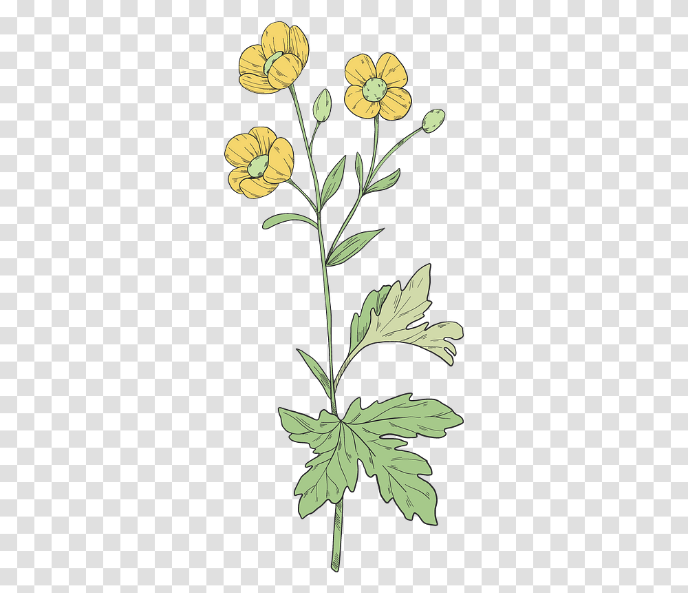 Wildflowers Clipart Buttercup, Leaf, Plant, Blossom, Daisy Transparent Png
