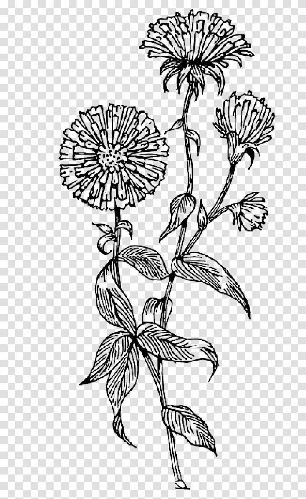 Wildflowers Drawing Wildflower Tattoo Aster Vector, Plant, Blossom, Dandelion, Bird Transparent Png