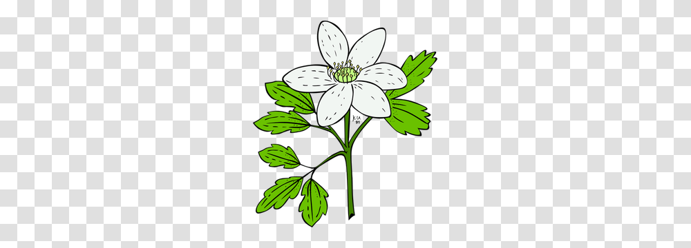 Wildflowers Free Clipart, Plant, Blossom, Lily, Amaryllidaceae Transparent Png
