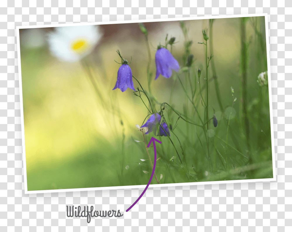 Wildflowers Harebell, Plant, Geranium, Iris, Petal Transparent Png