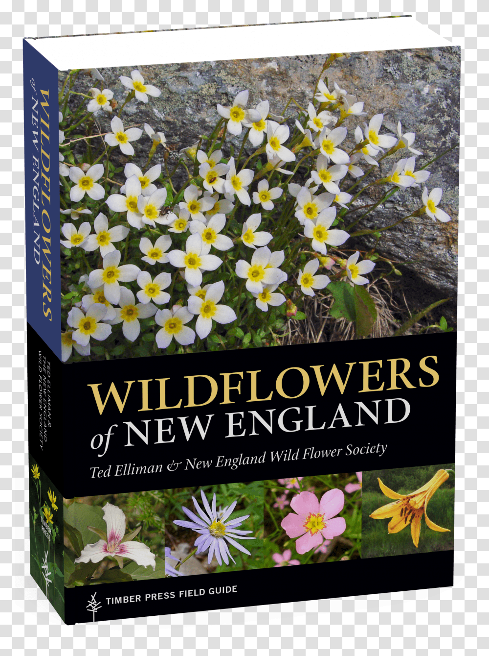 Wildflowers Of New England Wild Flowers Transparent Png