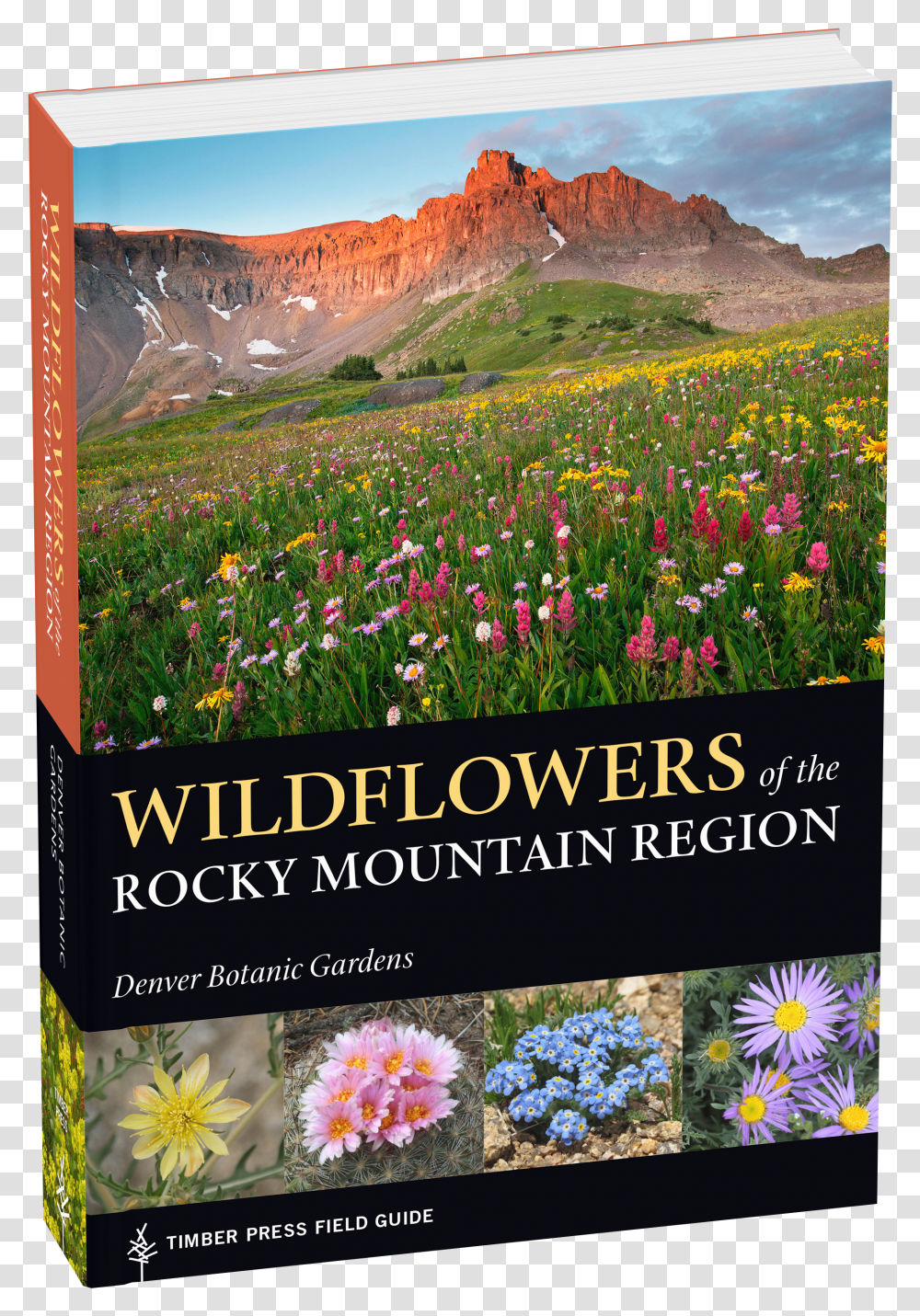 Wildflowers Of The Rocky Mountain Wildflowers Flower In Mountain Transparent Png