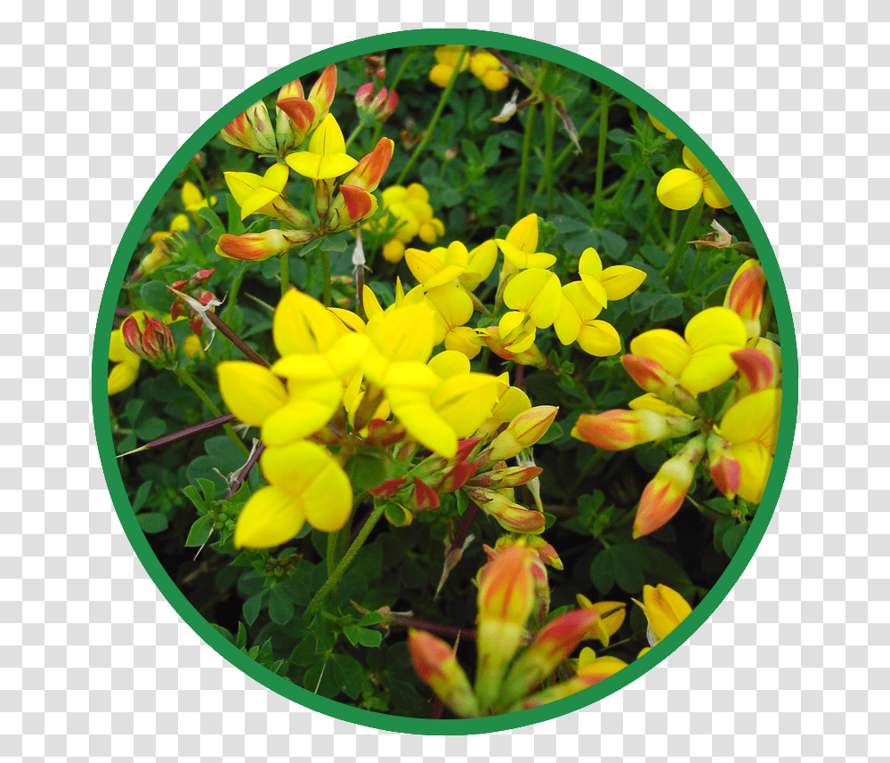 Wildflowers Wild Flower Seed Acid Soils Mwf 2 Hd Caesalpinia, Plant, Potted Plant, Vase, Jar Transparent Png