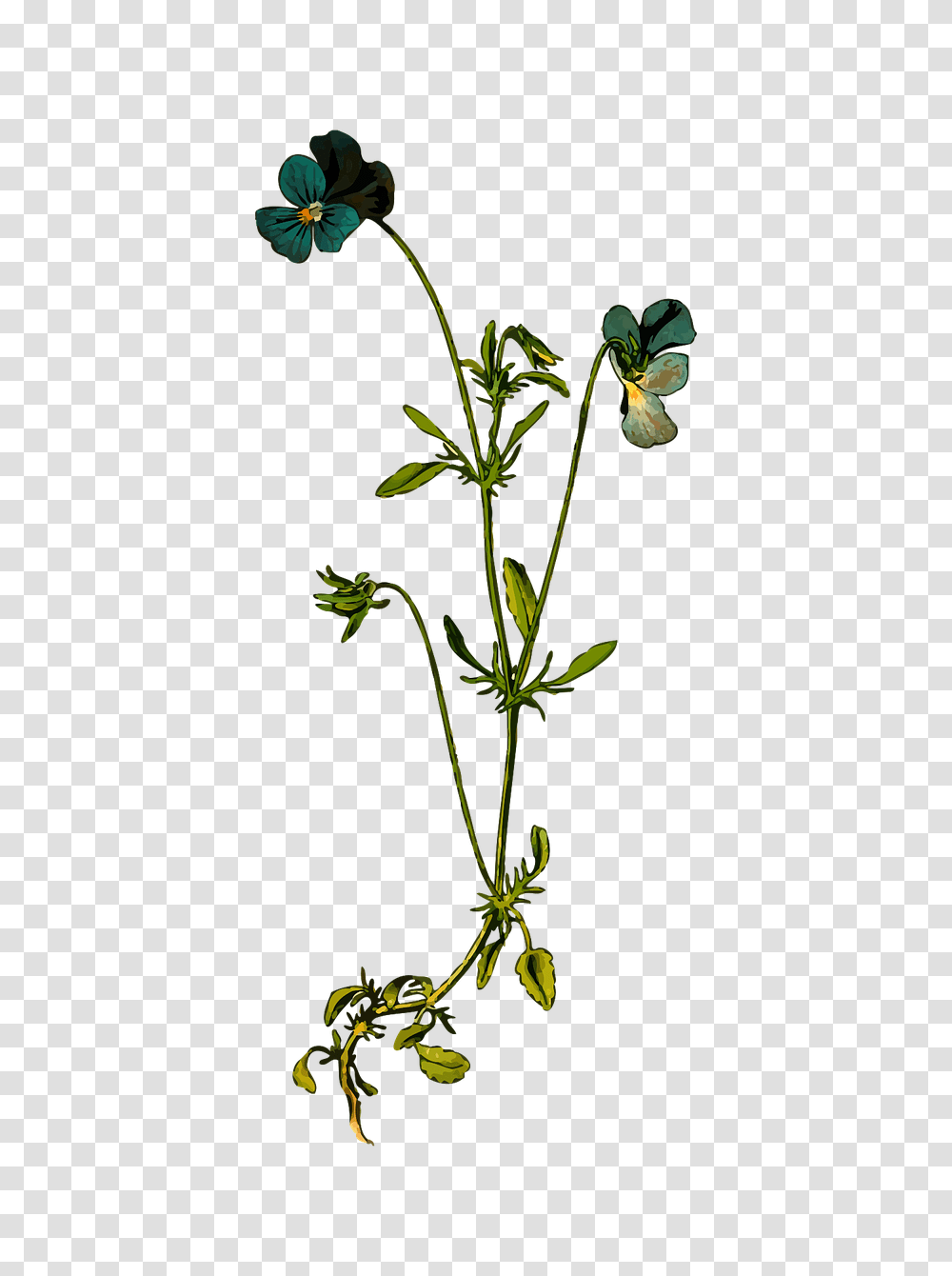 Wildflowers Wildflowers Images, Plant, Blossom, Acanthaceae, Apiaceae Transparent Png