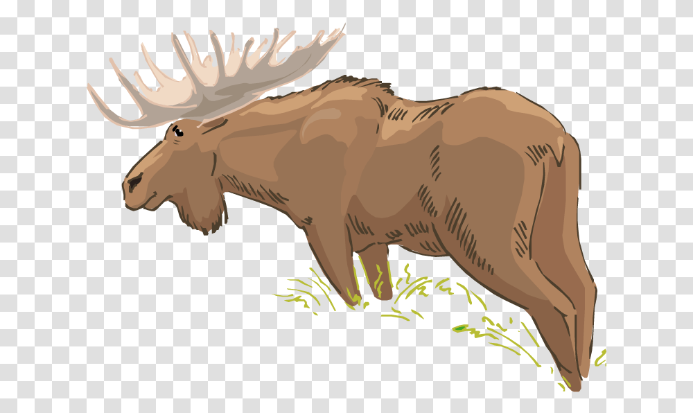 Wildlife Clipart Moose Head Bull, Mammal, Animal, Horse, Elk Transparent Png