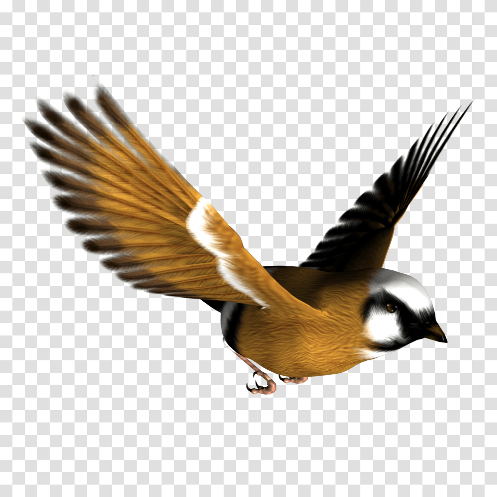 Wildlife Clipart Songbird, Animal, Flying, Beak, Waterfowl Transparent Png