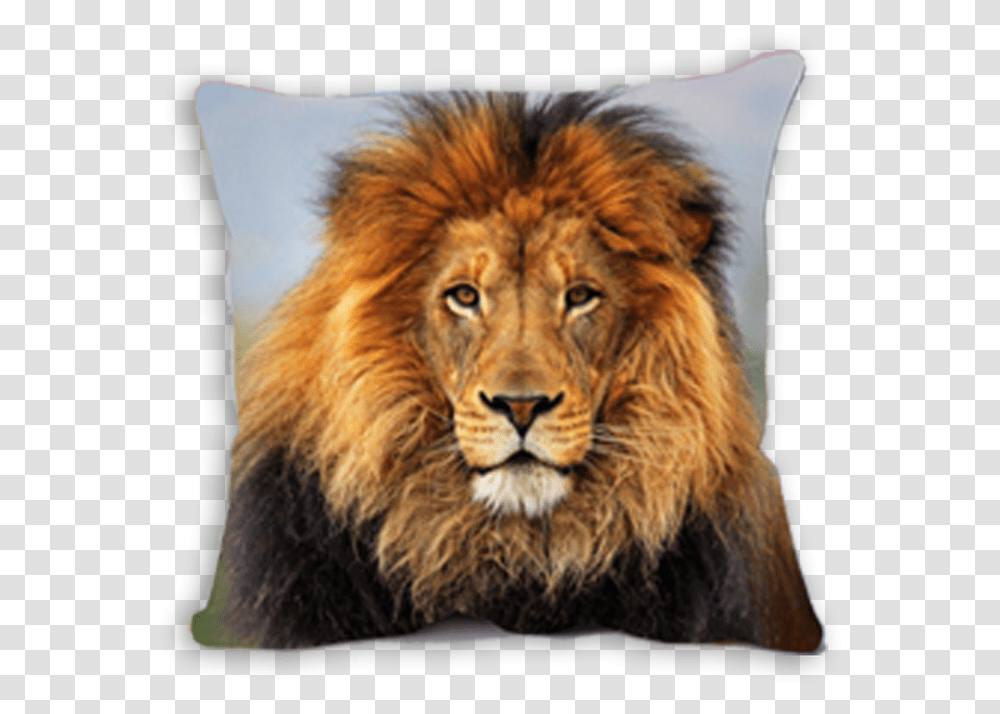 Wildlife Heritage Foundation, Pillow, Cushion, Lion, Mammal Transparent Png