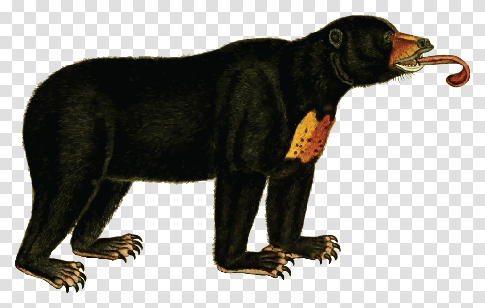Wildlifebig Catscarnivoran Sun Bear Clip Art, Animal, Mammal, Pet, Black Bear Transparent Png