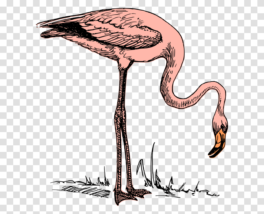 Wildlifeflamingowater Bird Flying Flamingo John Bercow, Animal Transparent Png
