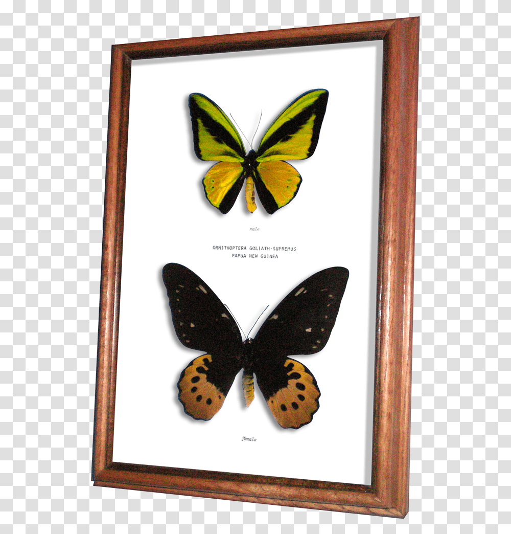 Wildwood Insects Framed Goliath Supremus Birdwing Butterfly Brush Footed Butterfly, Invertebrate, Animal, Skateboard, Sport Transparent Png