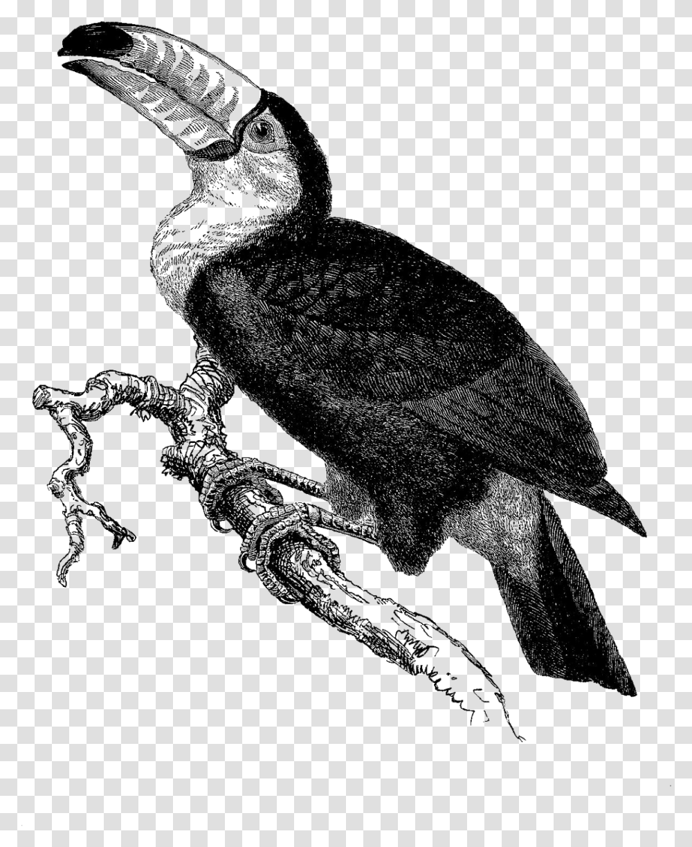 Wilga Ptak Czarno Biae, Silhouette, Animal, Bird, Insect Transparent Png