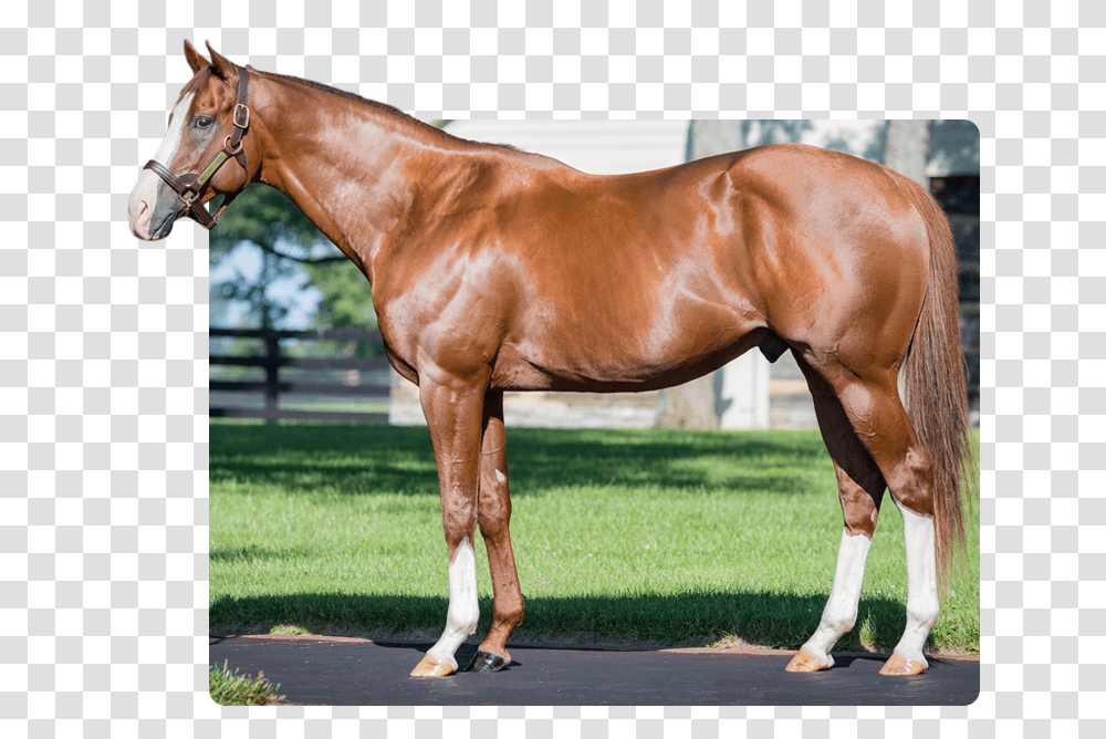 Will Take Charge, Horse, Mammal, Animal, Colt Horse Transparent Png