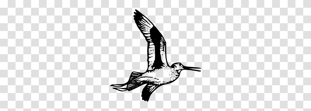 Willet Clip Art, Flying, Bird, Animal, Hammer Transparent Png