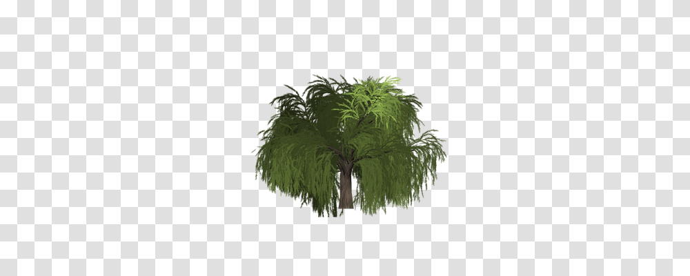 Willow Nature, Plant, Potted Plant, Vase Transparent Png