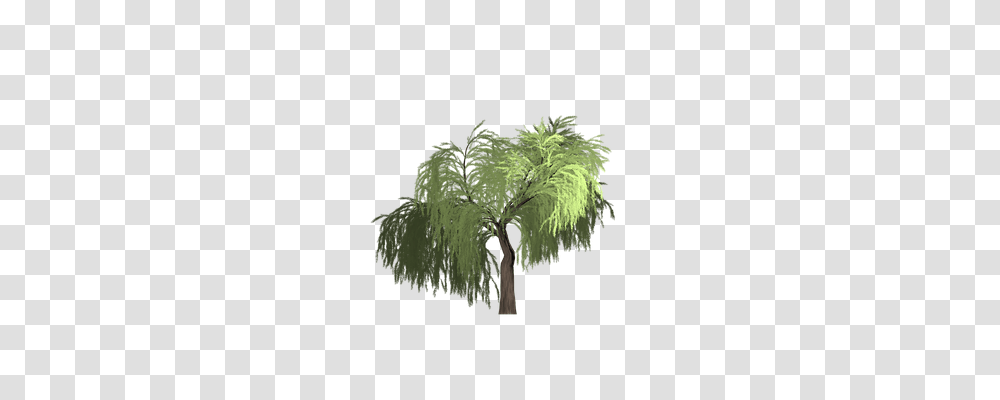 Willow Nature, Plant, Bush, Vegetation Transparent Png