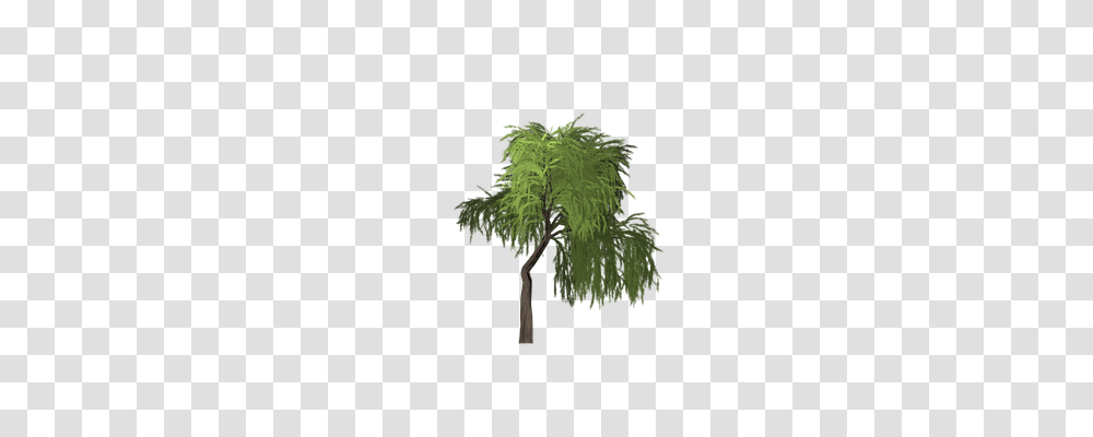Willow Nature, Tree, Plant, Green Transparent Png