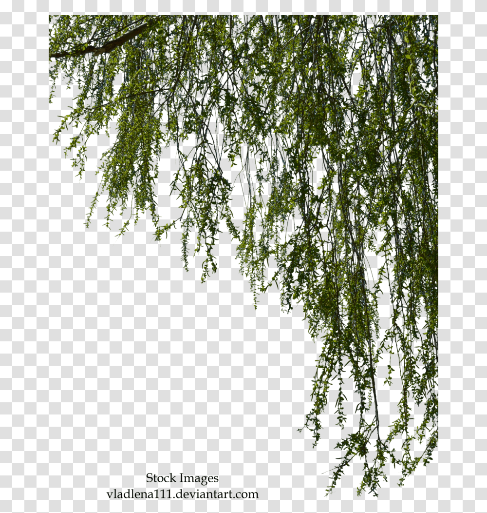 Willow Branches, Tree, Plant, Conifer, Fir Transparent Png