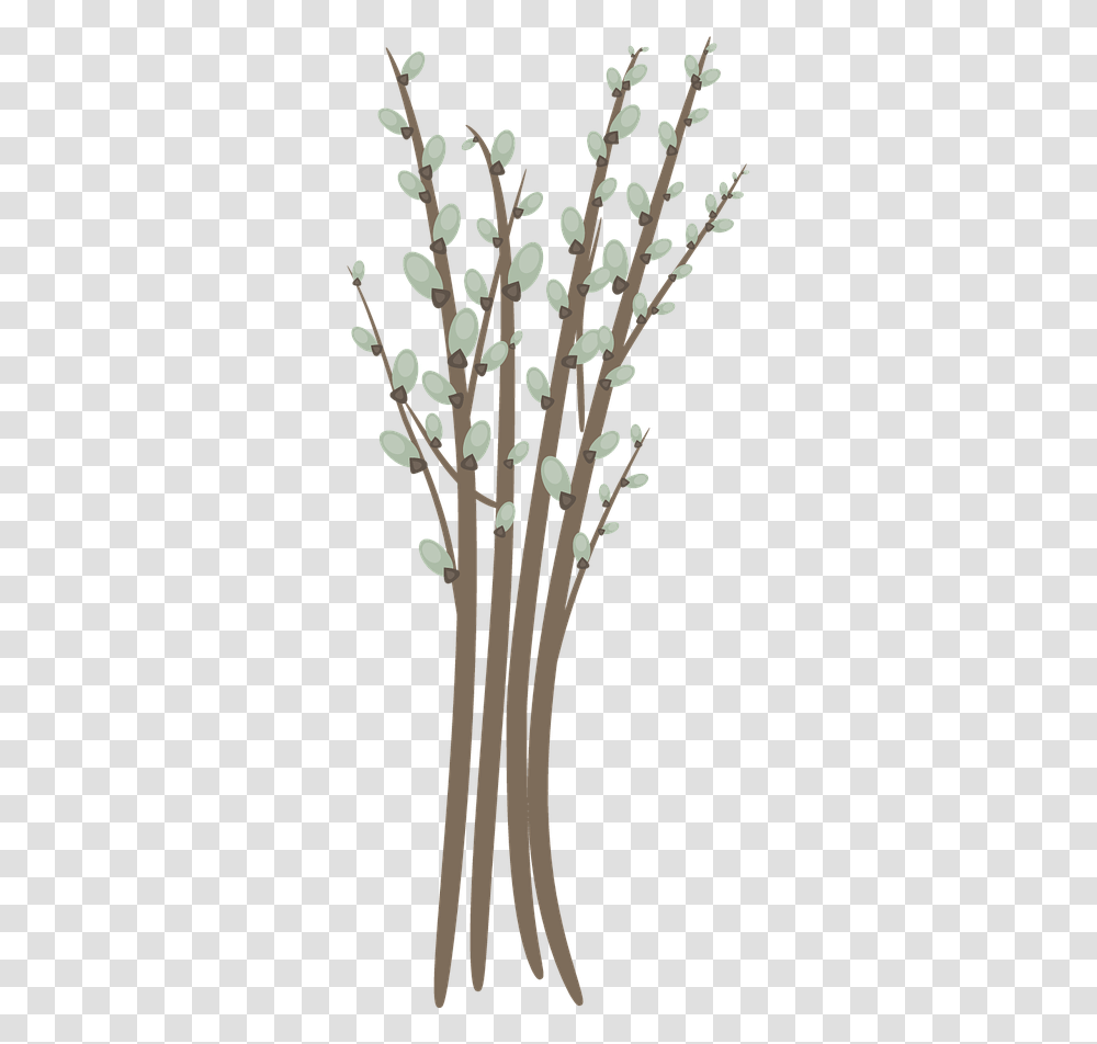Willow Catkin Branch Twig Bud Catkins, Plant, Flower, Blossom, Chandelier Transparent Png