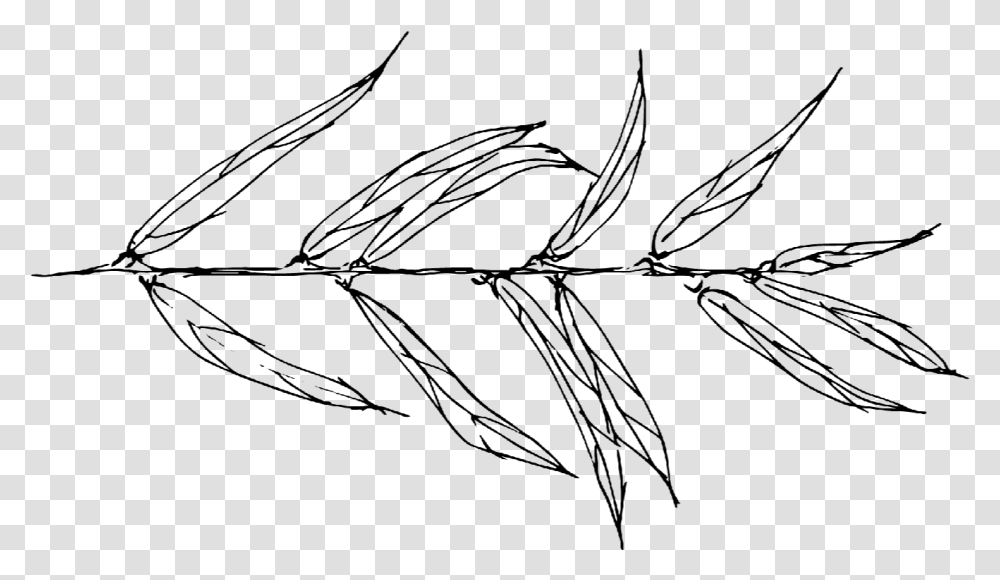 Willow Drawing Black And White Willow Leaves Sketch, Label, Handwriting, Spider Web Transparent Png