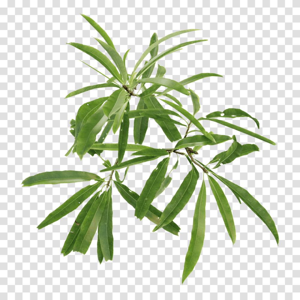 Willow Oak, Plant, Leaf, Hemp, Pineapple Transparent Png