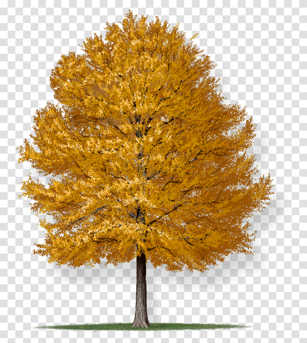 Willow Oak & Free Oakpng Images Willow Oak Tree, Plant, Maple, Leaf, Fungus Transparent Png