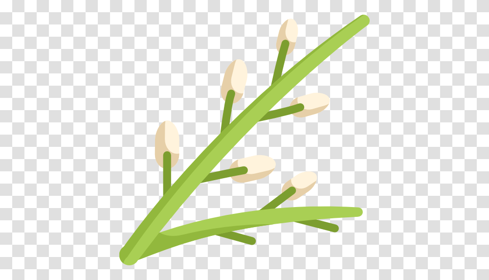 Willow, Plant, Potted Plant, Vase, Jar Transparent Png