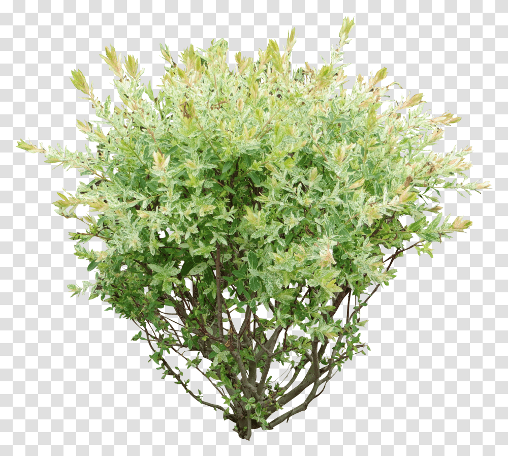 Willow Shrub Transparent Png