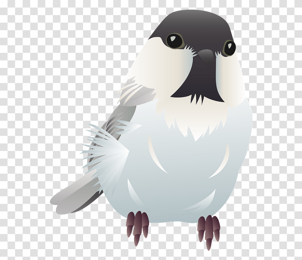 Willow Tit Bird Clipart Falconiformes, Beak, Animal, Jay, Blue Jay Transparent Png
