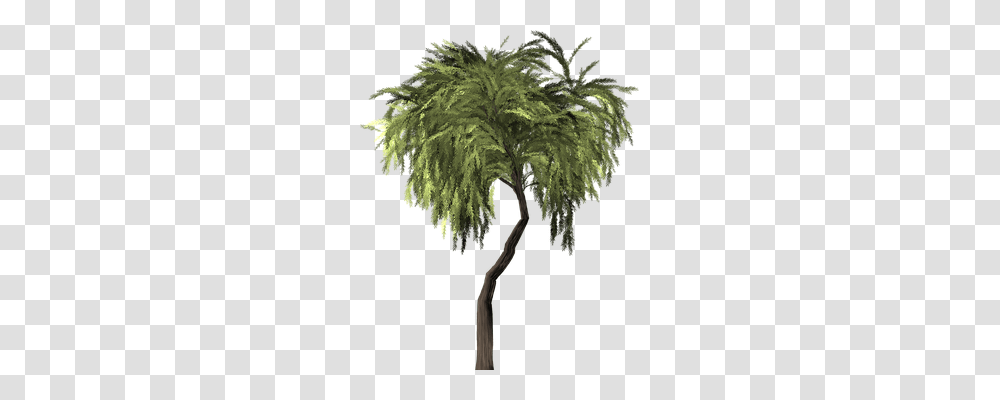 Willow Tree Nature, Plant, Palm Tree, Arecaceae Transparent Png