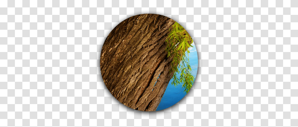 Willow Tree Bark Image Willow Tree Bark, Moon, Outer Space, Night, Astronomy Transparent Png