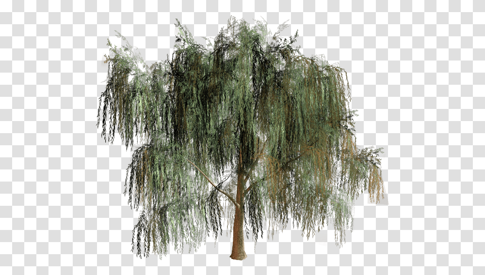 Willow Tree Branch Biome Willow Tree, Plant, Bird, Animal, Annonaceae Transparent Png