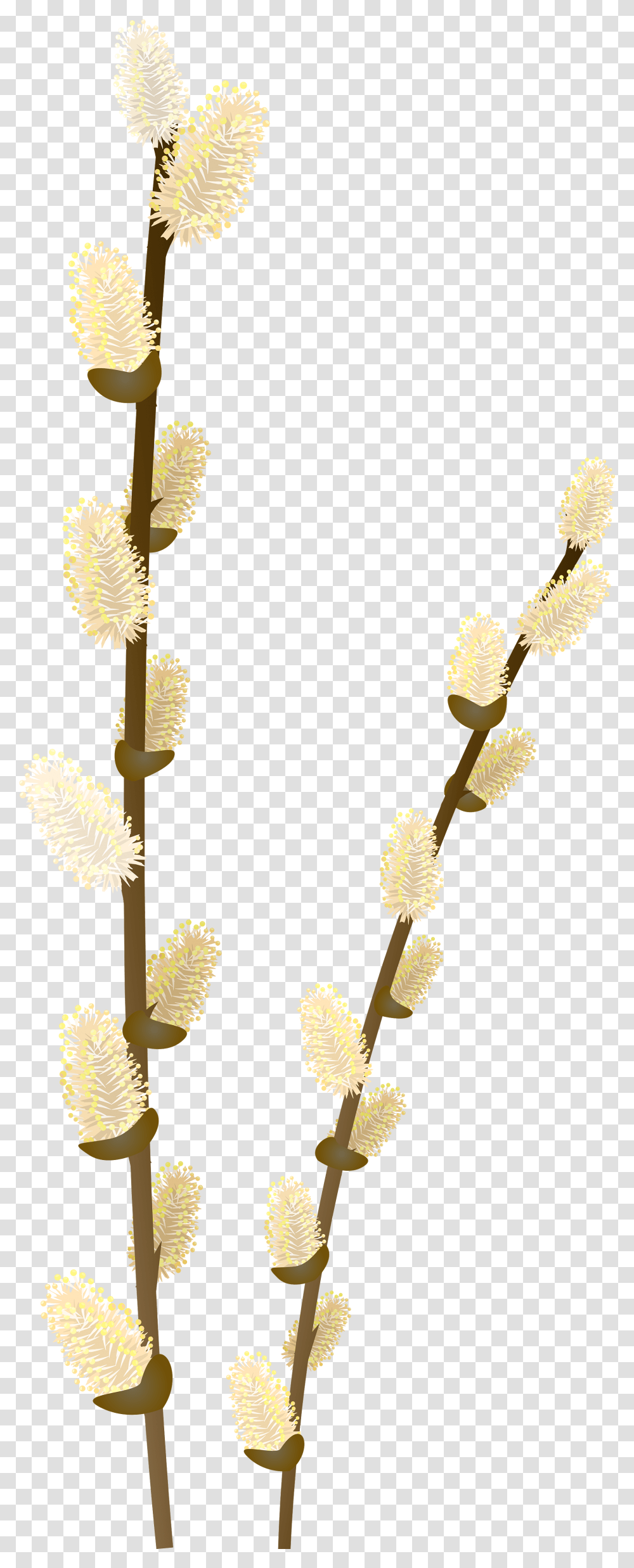 Willow Tree Clip Art Free Weeping, Plant, Grass, Pollen, Flower Transparent Png