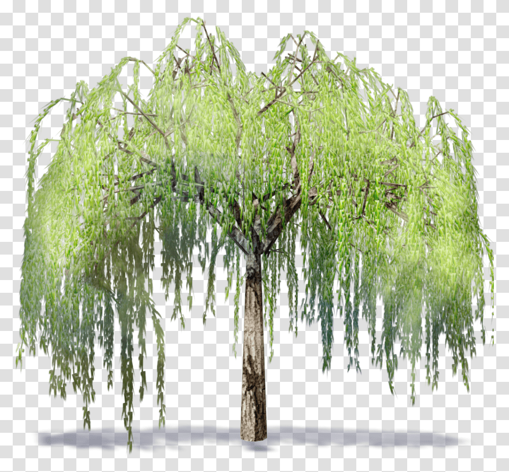 Willow Tree Download Willow Tree Clipart, Plant, Vegetation, Moss, Ice Transparent Png