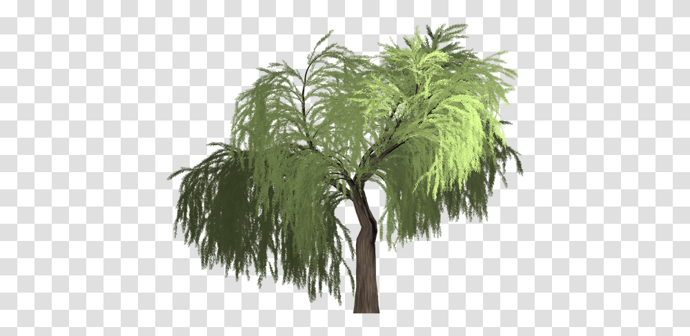 Willow Tree Green Desert Tree Vector, Plant, Vegetation, Palm Tree, Nature Transparent Png