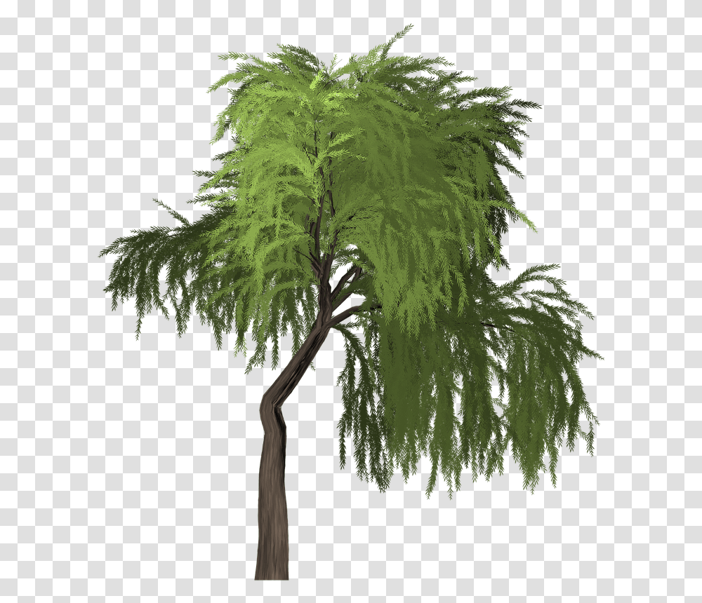 Willow Tree Green Portable Network Graphics, Plant, Palm Tree, Arecaceae, Conifer Transparent Png