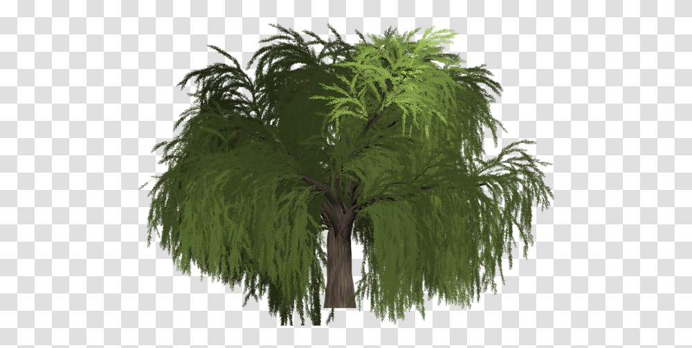 Willow Tree Green Portable Network Graphics, Plant, Palm Tree, Conifer, Vegetation Transparent Png