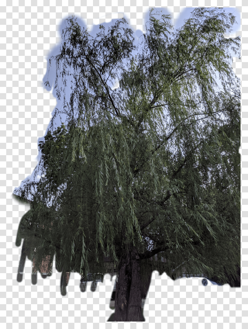 Willow Tree Greenery Midwest Summer Leaves Bark Pond Pine Transparent Png