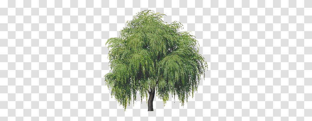 Willow Tree Hd Background Willow Tree, Plant, Conifer, Vegetation, Bush Transparent Png