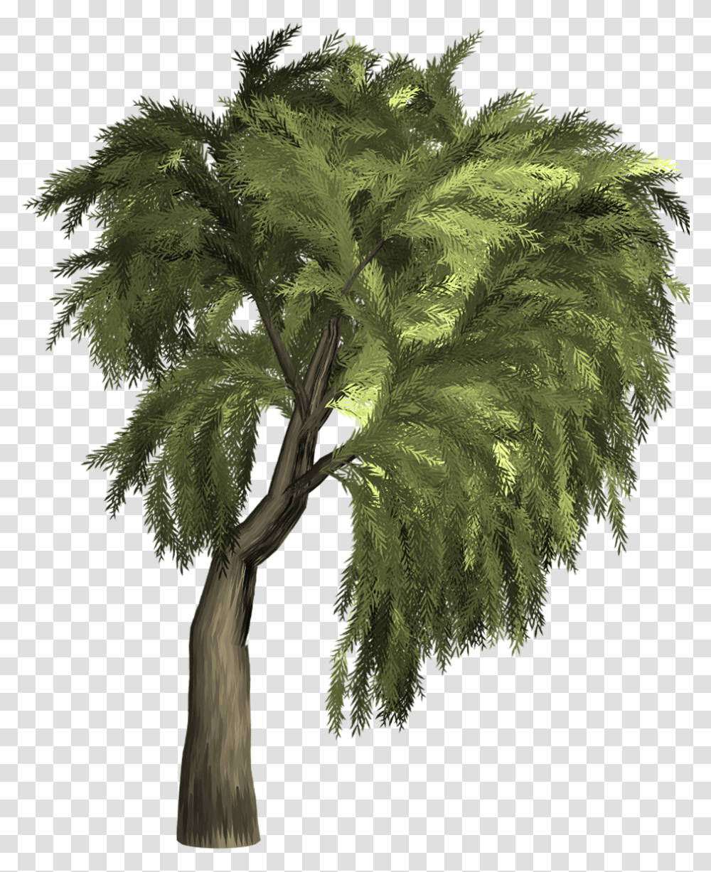 Willow Tree Isolated Free Image On Pixabay Arbre Fond, Plant, Leaf, Palm Tree, Arecaceae Transparent Png