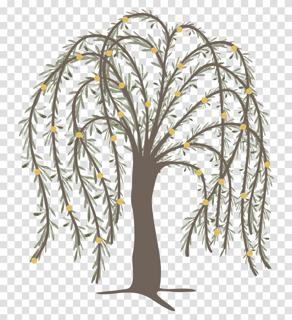 Willow, Tree, Plant, Annonaceae, Bush Transparent Png