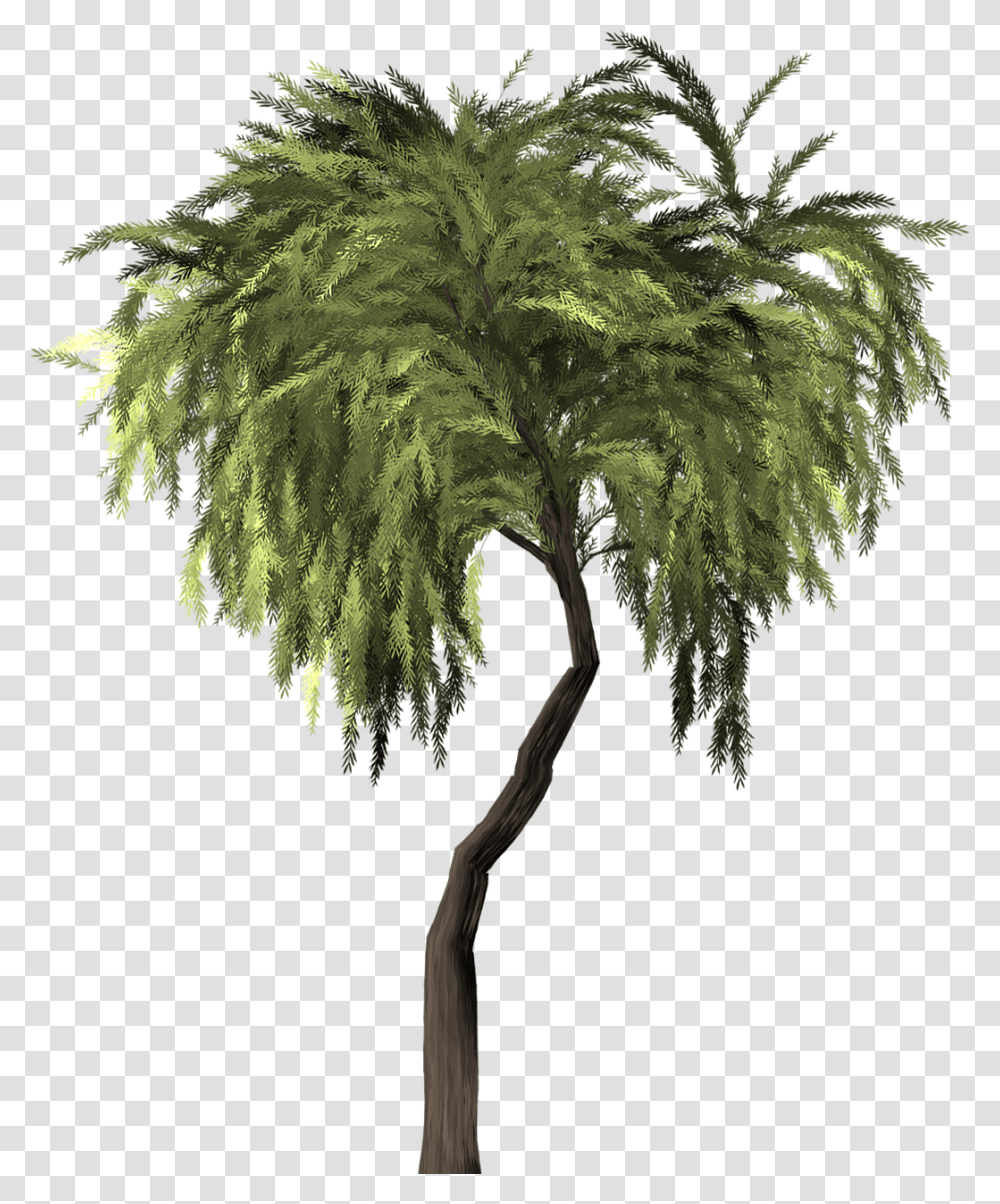 Willow, Tree, Plant, Potted Plant, Vase Transparent Png