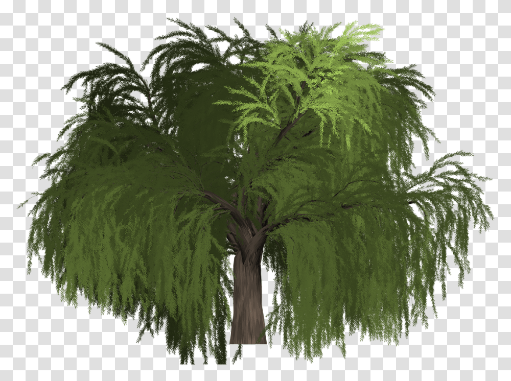Willow Tree Roystonea, Plant, Vegetation, Conifer, Palm Tree Transparent Png