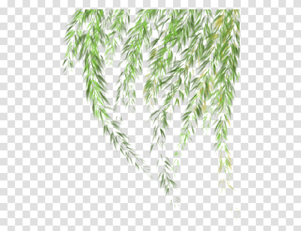 Willow Willow Tree Leaves, Leaf, Plant, Vegetation, Bush Transparent Png