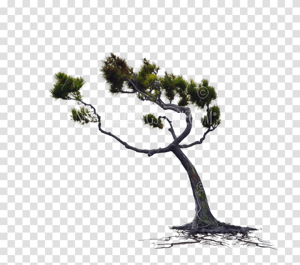 Wind Blown Pine Tree With Roots Wind Tree, Lighting Transparent Png
