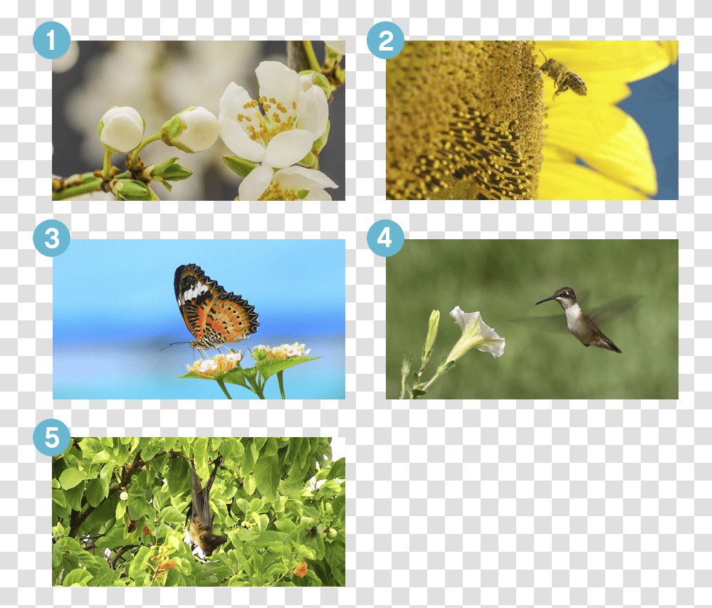 Wind Help Flower Pollination Kindergarten Worksheet, Bird, Animal, Invertebrate, Insect Transparent Png