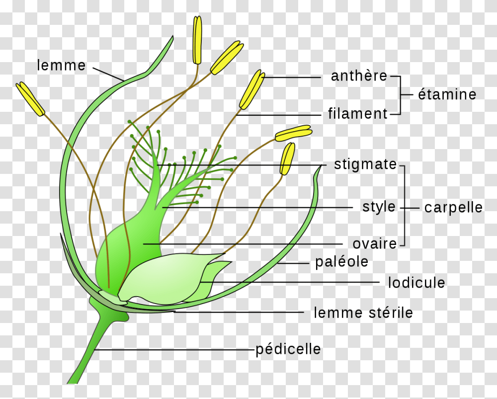 Wind Pollinated Flowers Diagram, Plant, Vegetable, Food, Produce Transparent Png