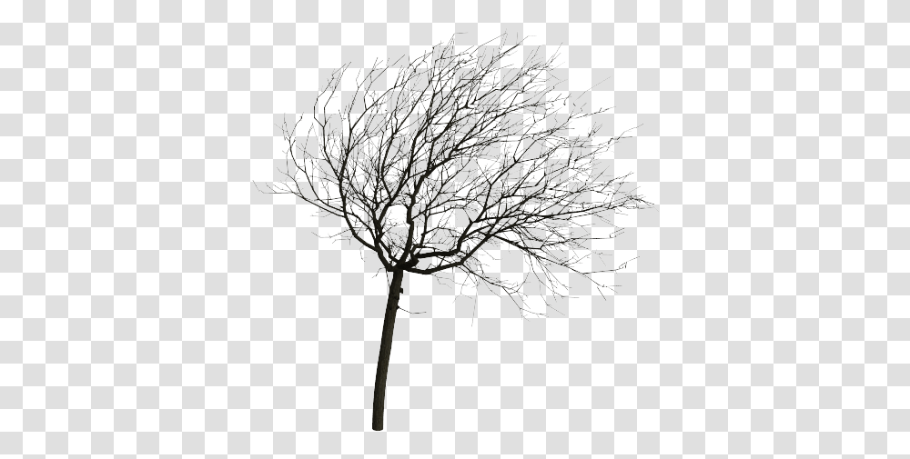 Wind Projection Basis For Real Time Animation Of Trees Tree In Wind, Plant, Crystal, Corridor, Bush Transparent Png
