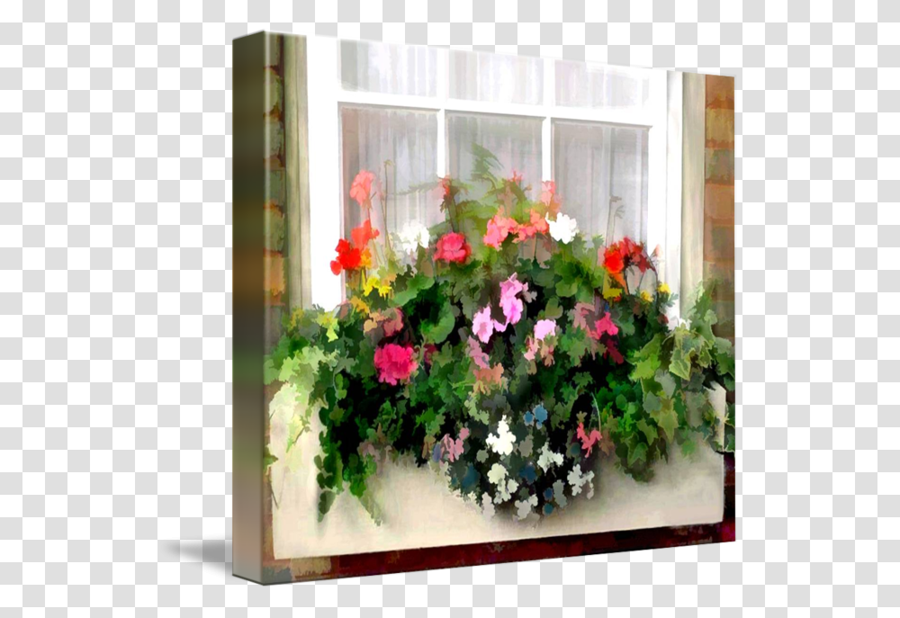 Window Box Petunia, Plant, Flower, Blossom, Geranium Transparent Png