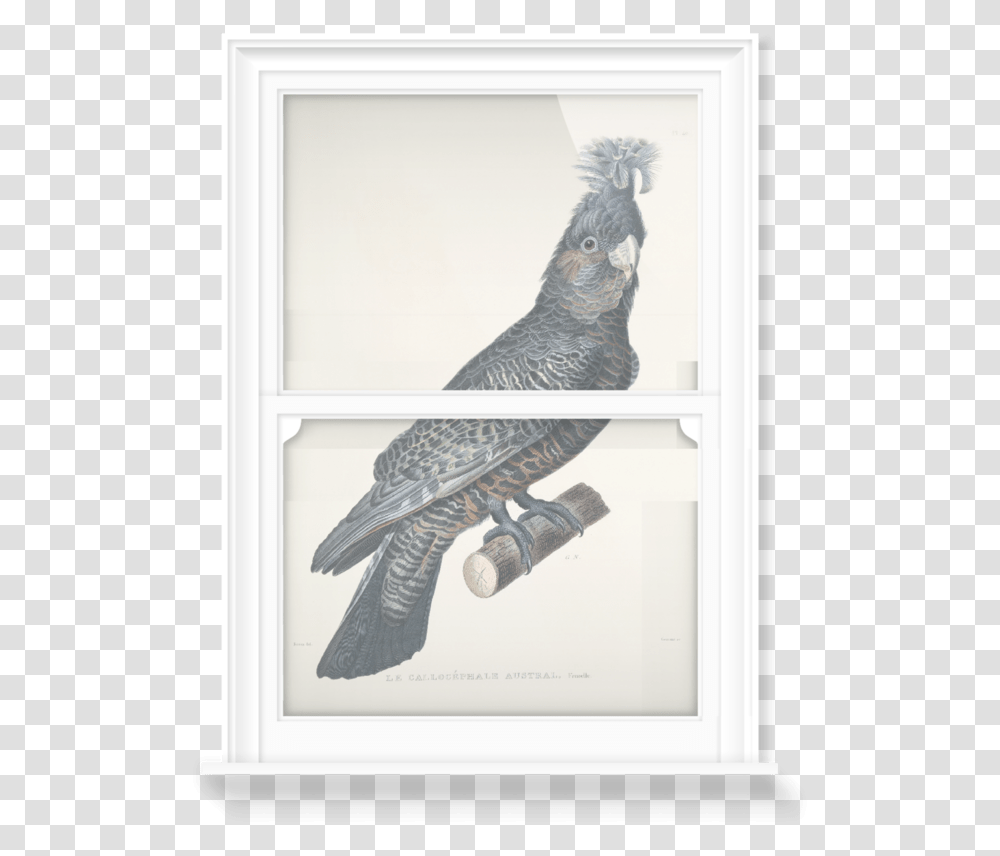 Window Film, Bird, Animal, Parrot, Cockatoo Transparent Png