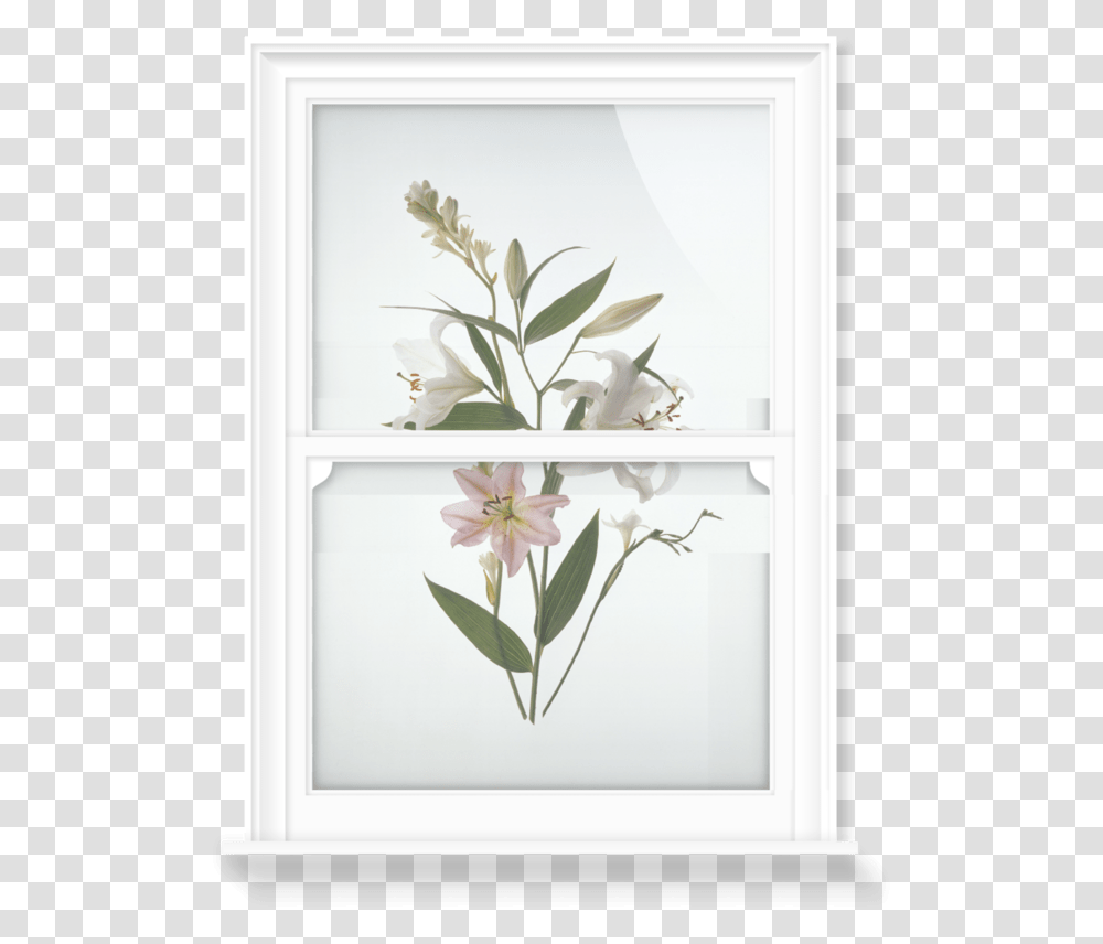 Window Film, Plant, Flower, Blossom, Painting Transparent Png